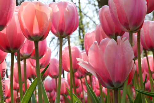 Photography Pink Tulips from below