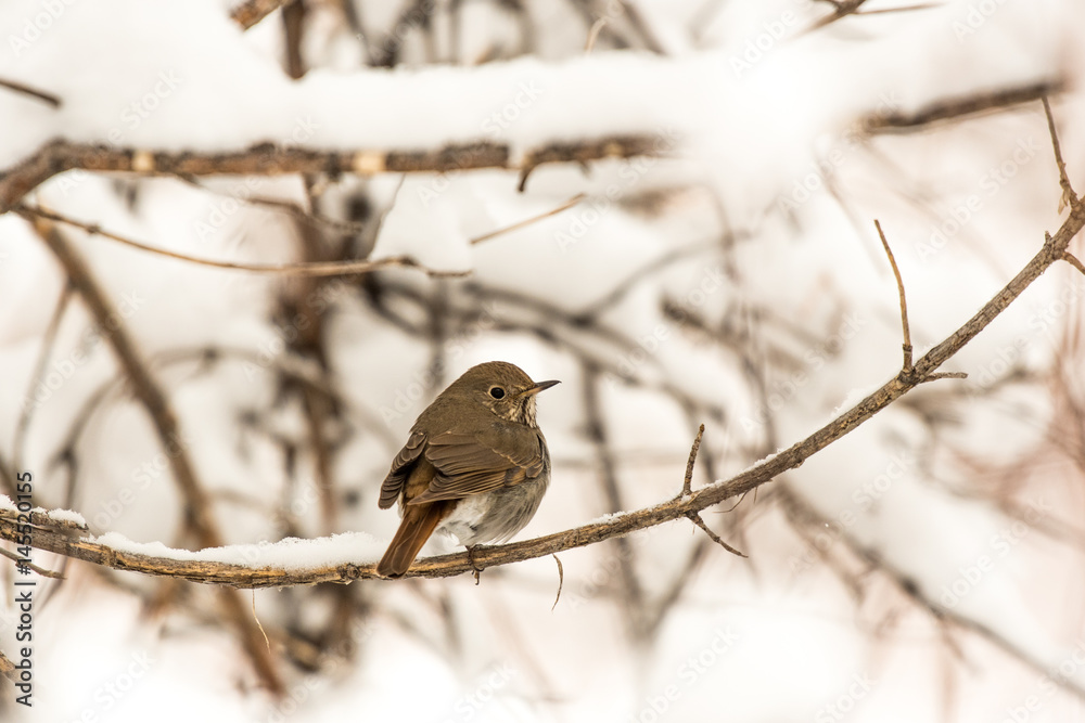 Hermit Thrush Perched on a Snowy Branch Hermit Thrush Perched on a Snowy Branch