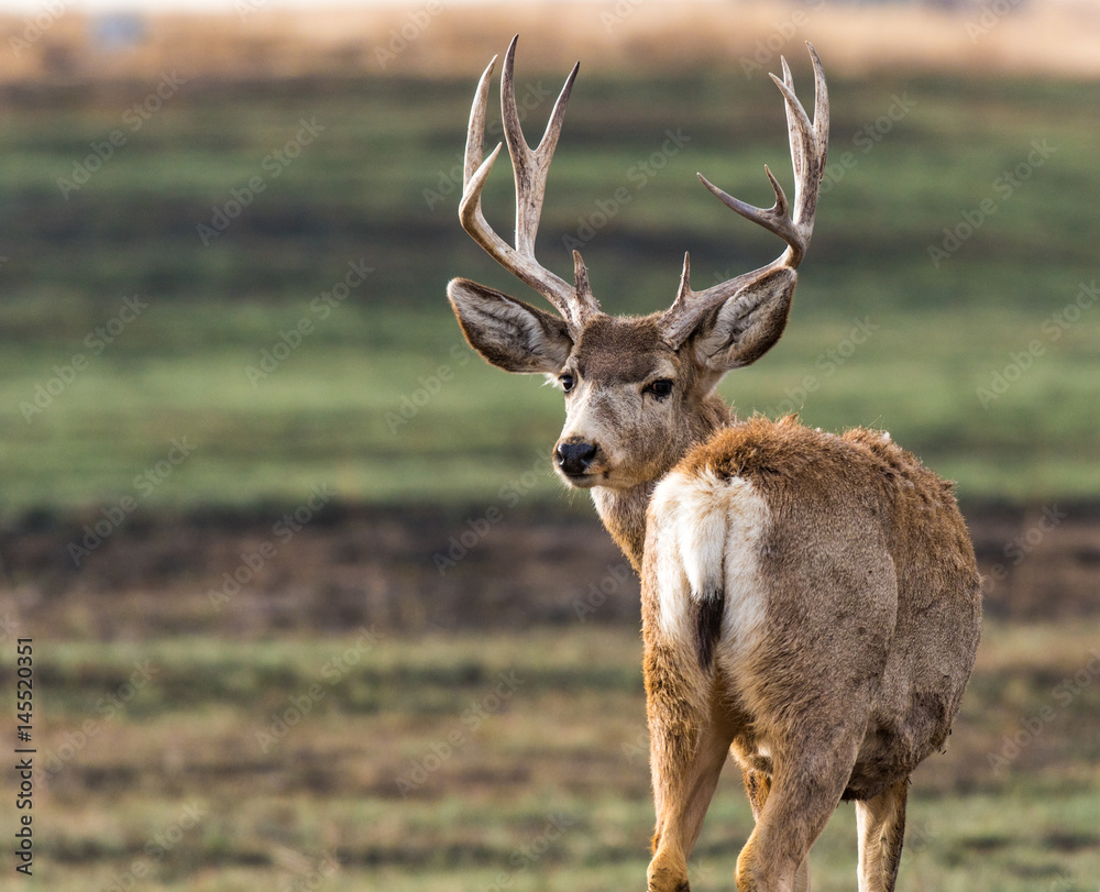 Obraz premium Mule Deer Buck Looking Back