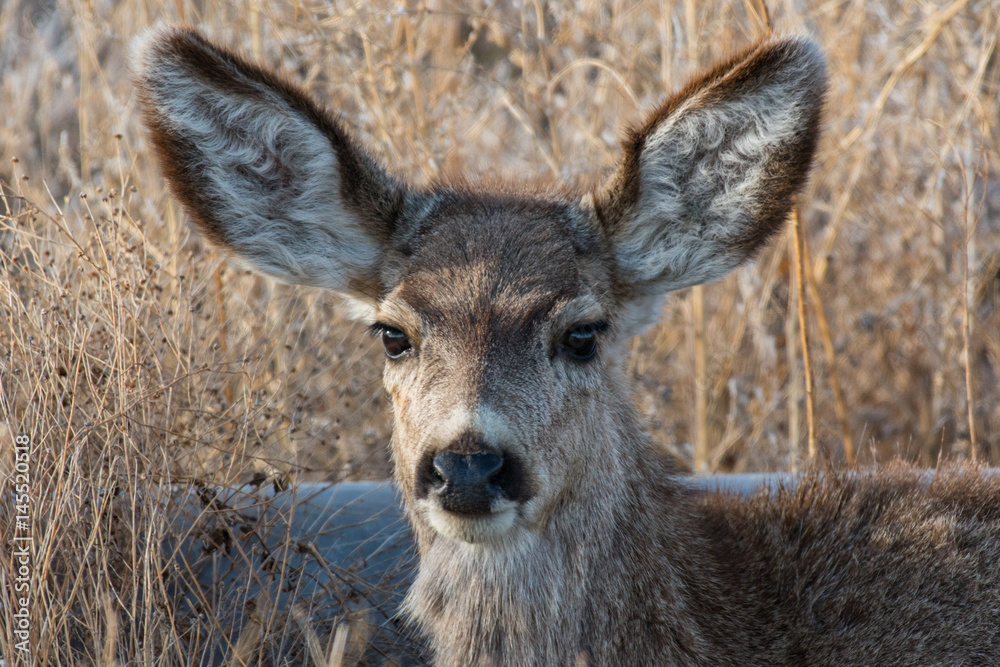 Young Mule Deer with Funny expression