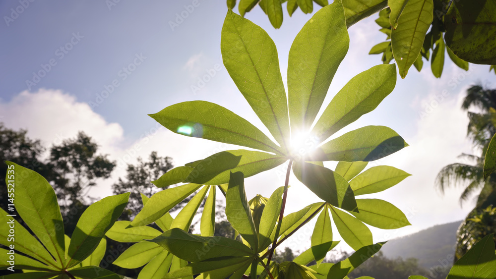 Obraz premium cassava leaves when the sun rises
