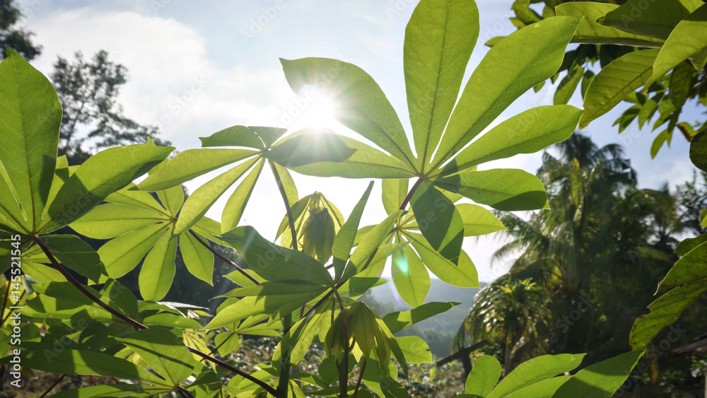 cassava leaves when the sun rises cassava leaves when the sun rises
