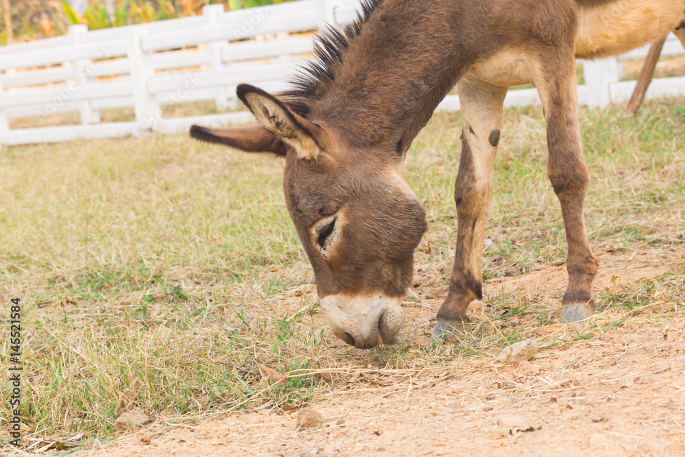 Dwarf Horse in farm
