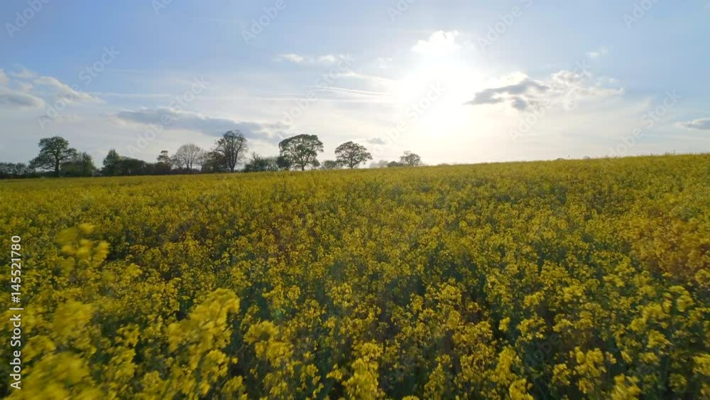 Rapeseed Oil Field Slow Flyover in the Late Afternoon Rapeseed Oil Field Slow Flyover in the Late Afternoon