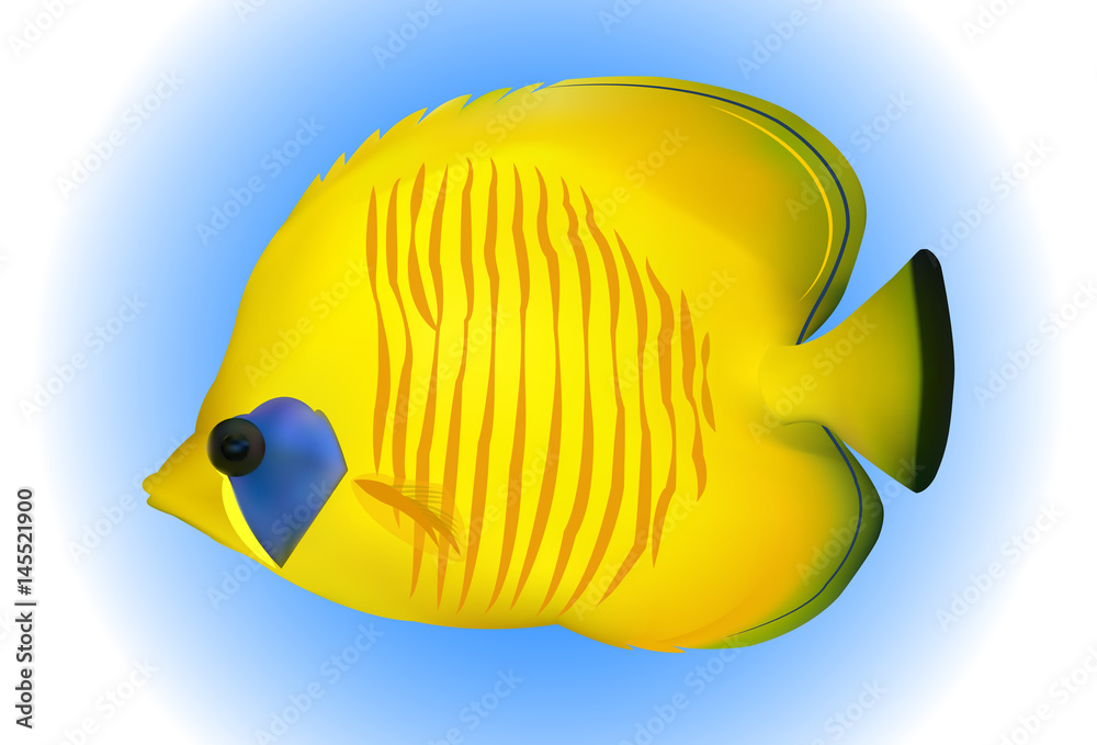 Butterfly Fish