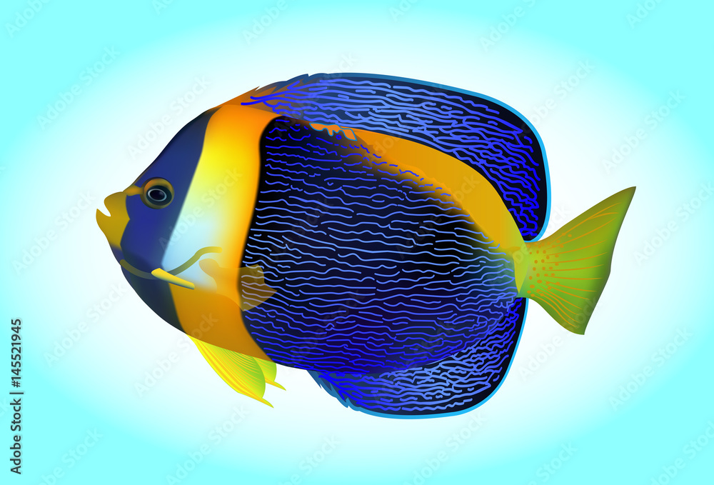 Naklejka premium angel fish, one of mostly colorful coral fishes. Vector illustration.