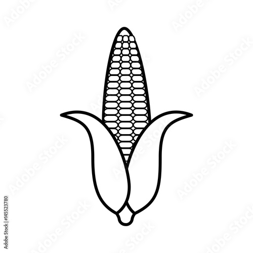 corn vegetable icon over white background. vector illustration