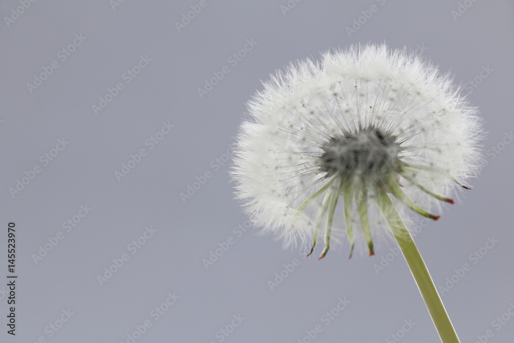 Aluminium schilderij met fluffy dandelion puff on gray #145523970