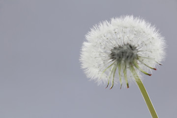 Tableau sur aluminium  fluffy dandelion puff on gray  © Naoki Kim