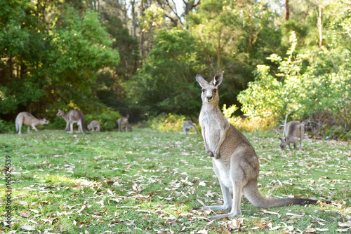 Kangarros in wild nature