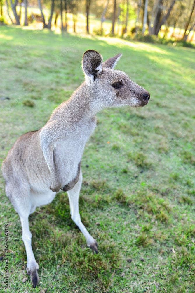 Kangarros in wild nature