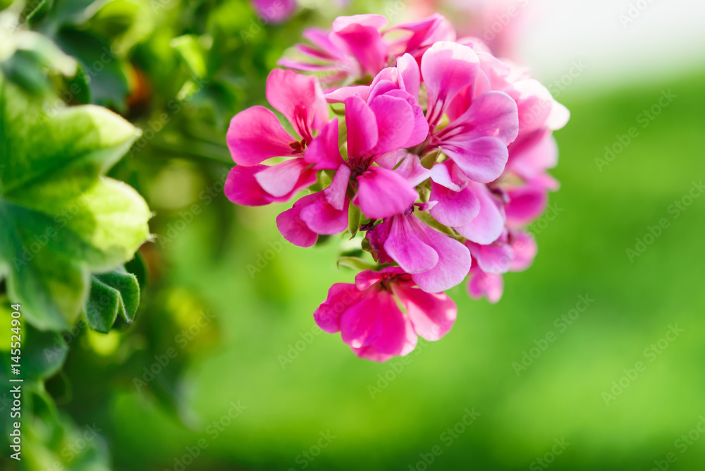 botanical views in the garden