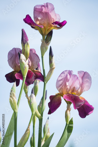 Fototapeta Naklejka Na Ścianę i Meble -   flowers of lilac iris