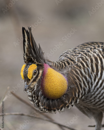 Greater Prairie Chicken photo