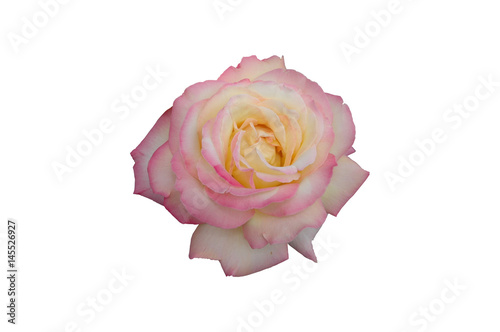 Rose "Gloria dei" vor weißem Hintergrund