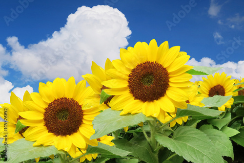 sun flower summer sky