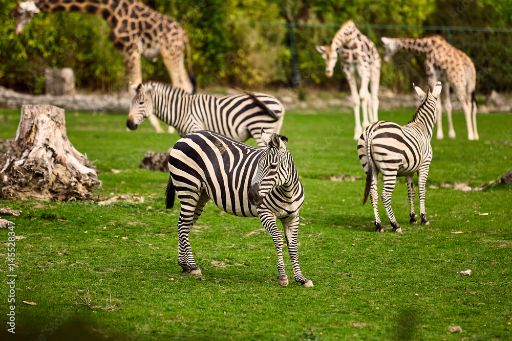giraffe and zebra in a wildlife park giraffe and zebra in a wildlife park
