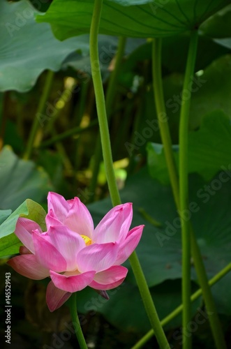 pink Lotus in shijiazhuang  china 