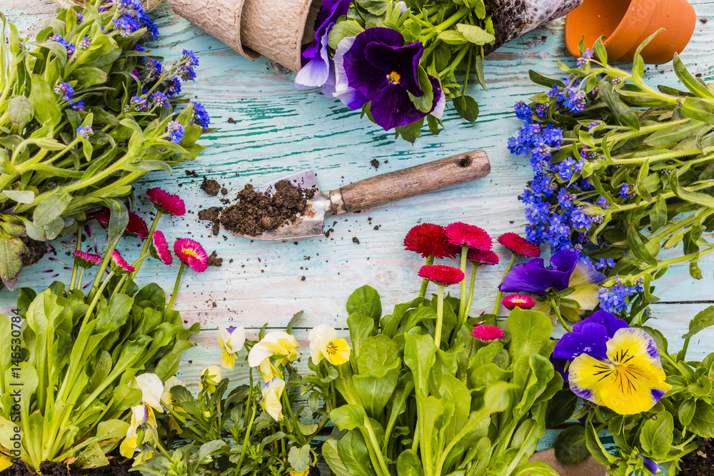 Fototapeta Spring flowers with gardening tools on a wooden background. Planting and gardening.