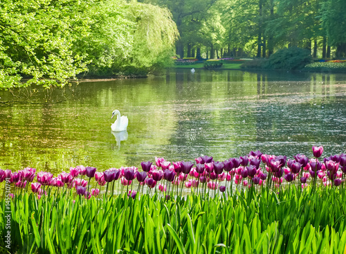 Purple tulips on the background of the reservoir with swan