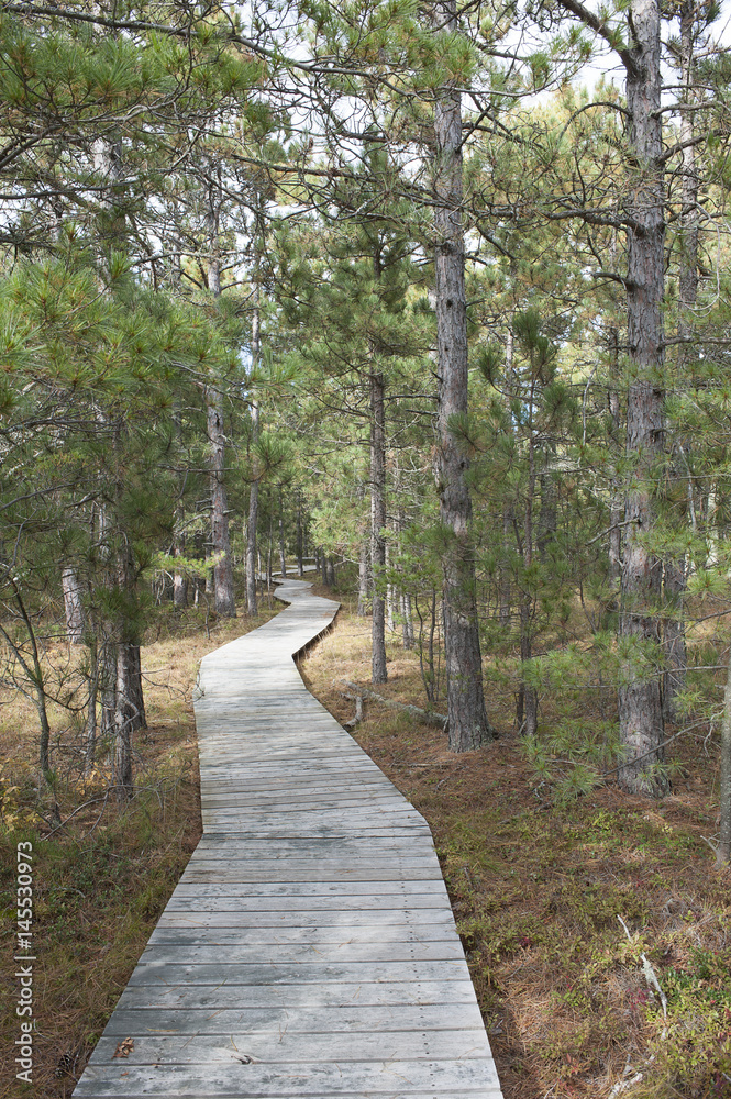 Obraz premium Boardwalk Through Forest