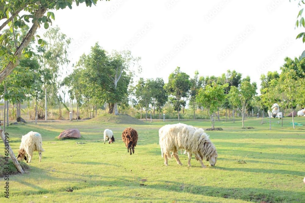 sheep sheep