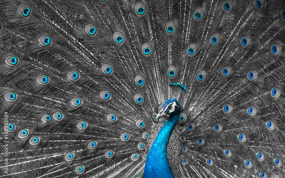 Naklejka premium Mono tone close up of peacock showing drametic trail