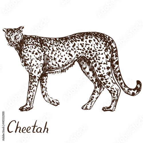 Cheetah standing, hand drawn doodle, sketch in pop art style, vector illustration