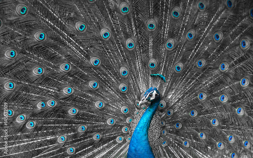 Mono tone close up of peacock showing drametic trail