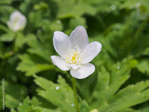 エゾノハクサンイチゲ　高山植物