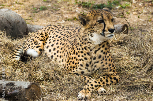 Cheetah is lying in dry grass and looking forward. Cheetah is a predator of the cat family. In just a few seconds an adult Cheetah is capable of speeds of the car.  photo