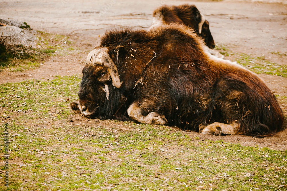 Fototapeta premium Musk Ox lying on the grass and sleeps