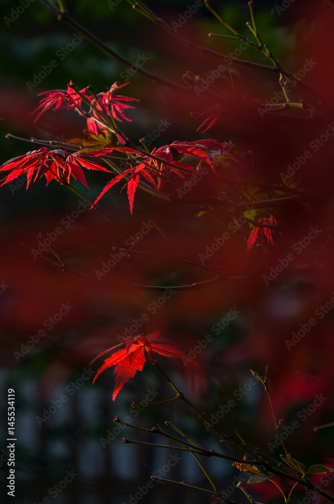 maple tree in nianhua wan town,lingshan,wuxi maple tree in nianhua wan town,lingshan,wuxi