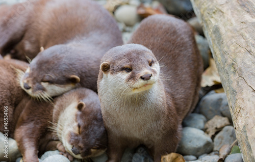 Otter