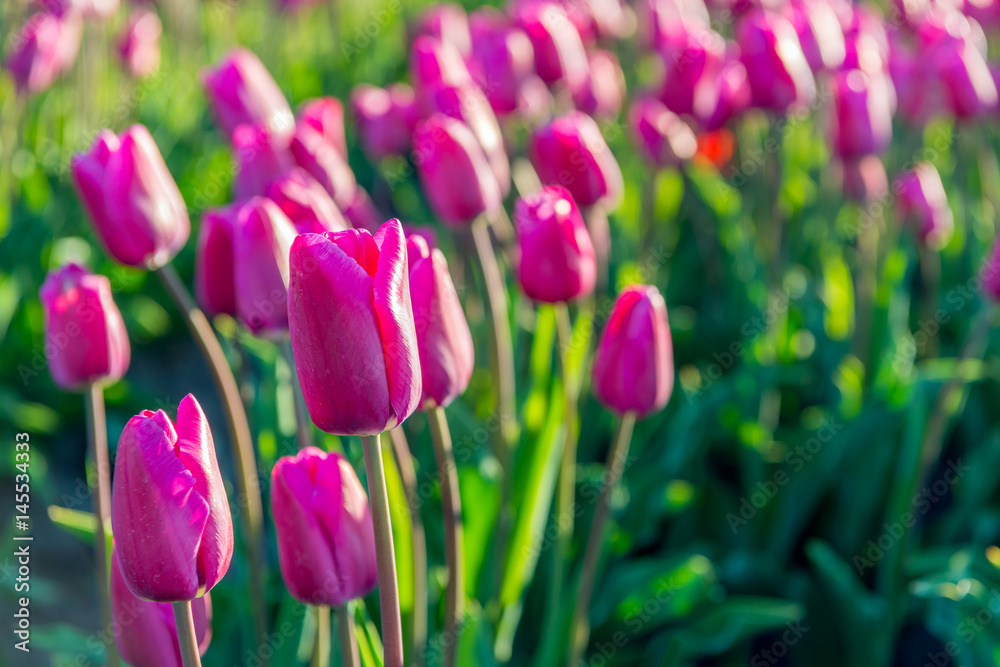 Dark pink colored tulips in long converging tulip beds