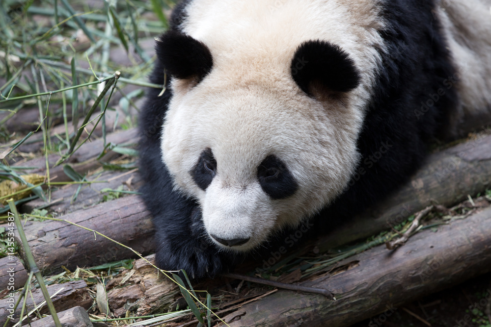 Obraz premium lovely giant panda in zoo