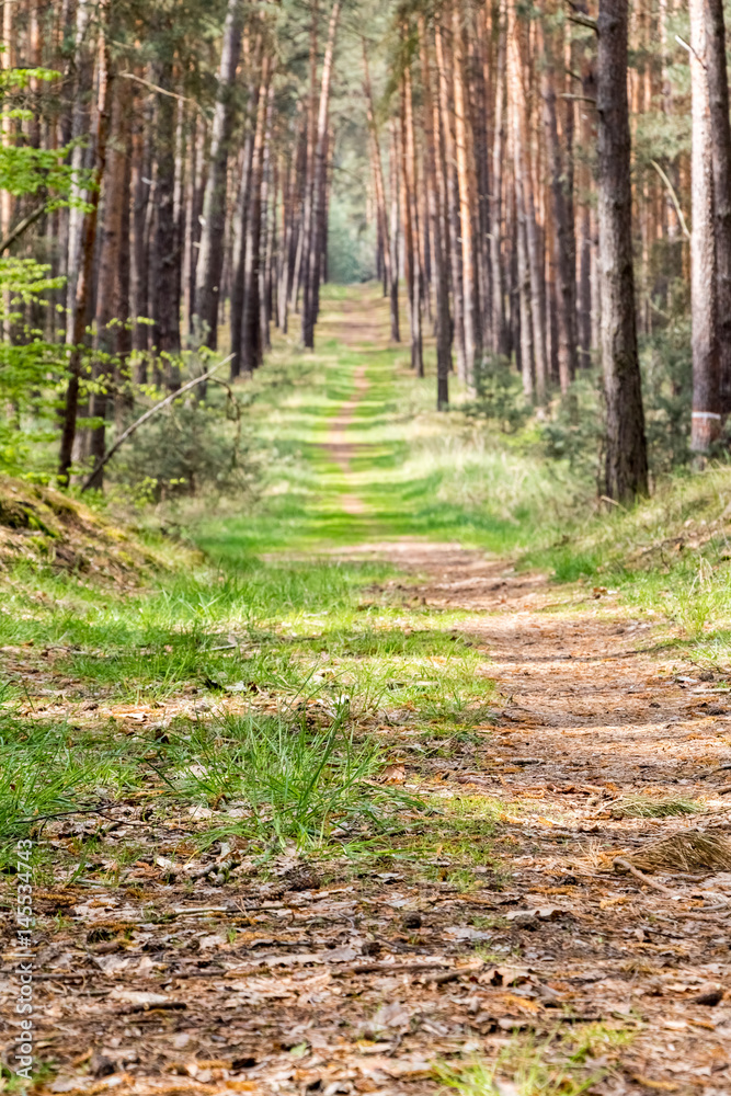 Straight path through spring pine forest Straight path through spring pine forest