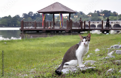 Photography Wild cats cute