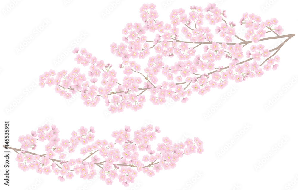 Obraz premium 桜 和風