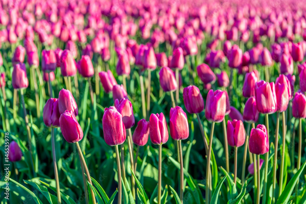 Fototapeta premium Dark pink colored tulips from close