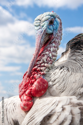 turkey male or gobbler closeup on the blue sky background