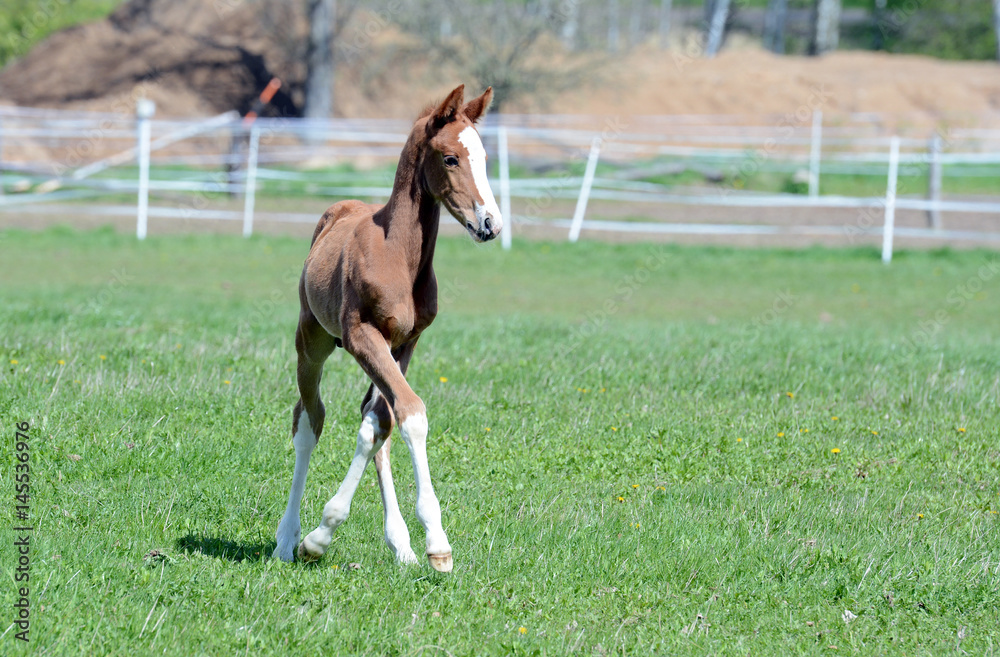 The little foal with his mother in the field. The little foal with his mother in the field.