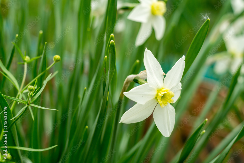 Spring Narcissus Flowers Spring Narcissus Flowers