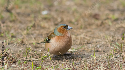 Male Common Chaffinch Fringilla coelebs singing, close-up portrait in dry grass, selective focus, shallow DOF