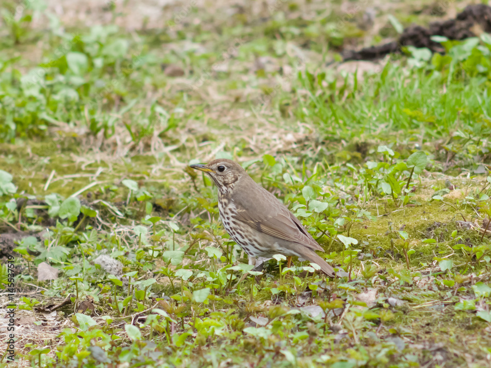 Song Thrush, Turdus philomelos, standing on ground side view close-up portrait, selective focus, shallow DOF Song Thrush, Turdus philomelos, standing on ground side view close-up portrait, selective focus, shallow DOF