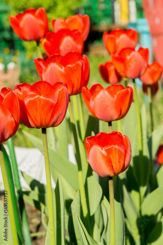 Spring Red Tulip Macro