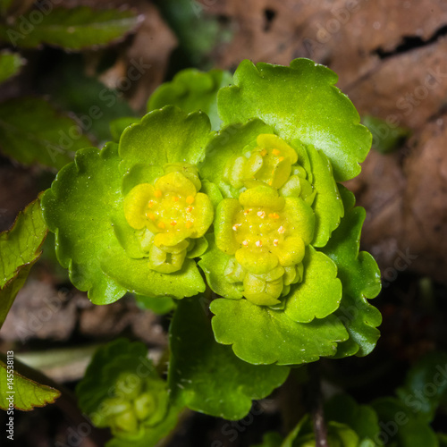 Blooming Golden Saxifrage Chrysosplenium alternifolium with soft edges, selective focus, shallow DOF photo