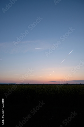 Kondensstreifen und Cirren über Rapsfeld im Sonnenaufgang