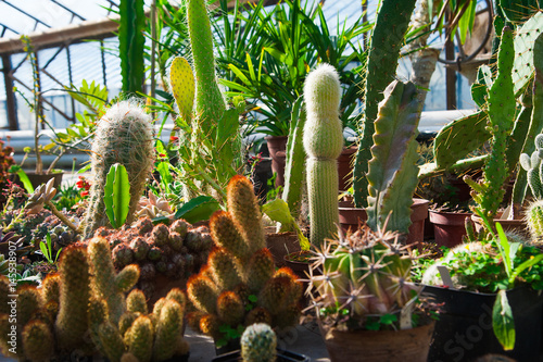 Garden greenhouse. Agribusiness