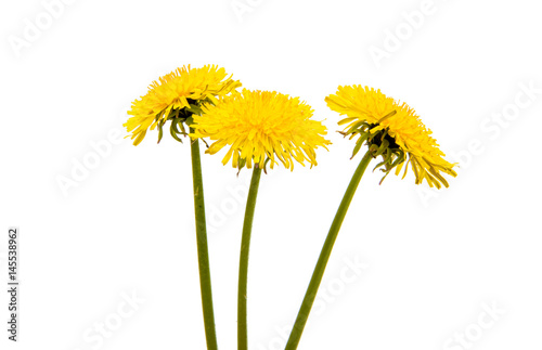 Fototapeta Naklejka Na Ścianę i Meble -  Dandelion flower